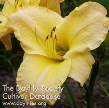 Daylily Foxes Lair